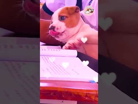 Kiếp này làm chó rồi vẫn phải đi học 😂 #gaudan