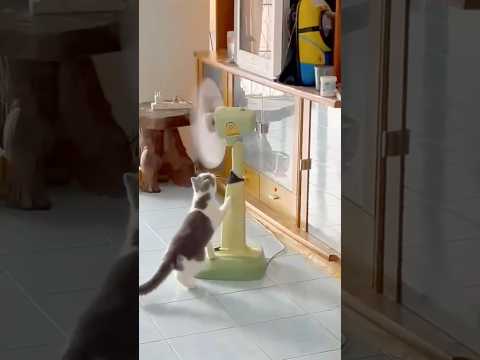 #funny #comedyfilms #comedymovies #duet #funnycomedy #movie #funnycomedymovies #laugh #funnymovies