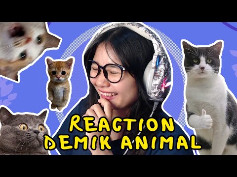 KUCING BERANTEM YANG LAGI VIRAL MUNCUL !!! | REACTION DEMIK ANIMAL