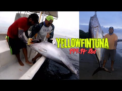 "¡Tuna de 199 Libras Capturada a Mano en Pleno Torneo de Pesca! 😱🔥 Increíble Batalla en el Agua"