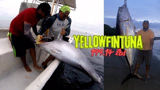 "¡Tuna de 199 Libras Capturada a Mano en Pleno Torneo de Pesca! 😱🔥 Increíble Batalla en el Agua"