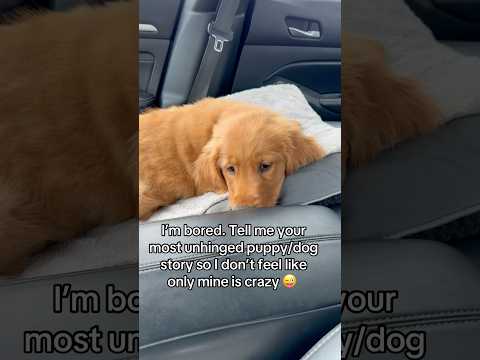 犬の動画サムネイル - What’s your craziest puppy/dog story?