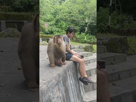 Jangan nakal #monkey #pecintasatwa #wisataalam