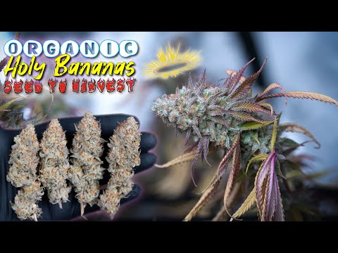 EVERYTHING I DID FROM START TO FINISH | ORGANIC HOLY BANANAS | HARVEST, DRY, CURE