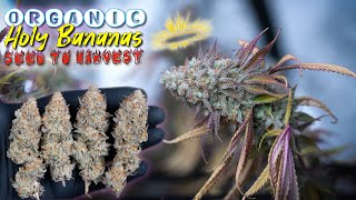 EVERYTHING I DID FROM START TO FINISH | ORGANIC HOLY BANANAS | HARVEST, DRY, CURE