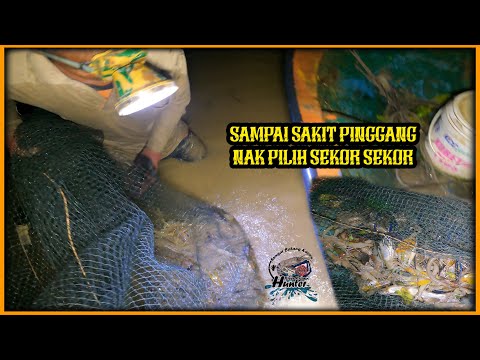 Dari Kosong ke Luar Biasa! Kawanan Udang Galah Serbu Saat Kami Hampir Putus Asa!