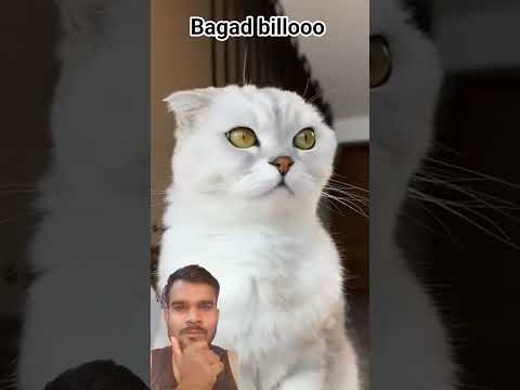 Bagad |#bagadbillooo #cat #funny #halloween #comedy #pets #cats #funnyanimals #catmemes #catphotos