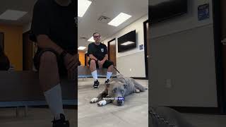 How One Rescue Dog Changed Everything 🐶