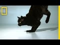 The Perfect Landing: Understanding Cat Acrobatics