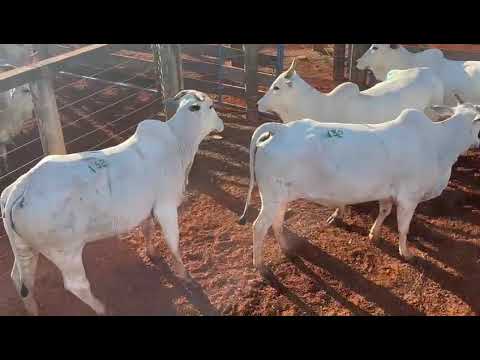 LOTE 132
