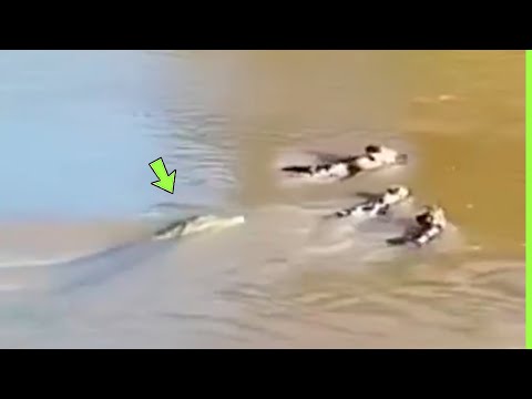 INACREDITÁVEL CROCODILO ATACA CÃES SELVAGENS AFRICANOS