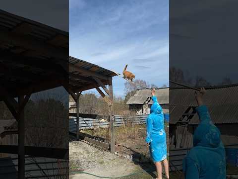 Ну, вы поняли🤣 больше котика в tlg: catlevaandfamily 🧡