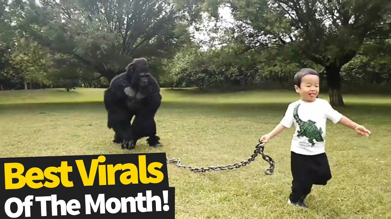 Top 60 Viral Videos Of The Month – October 2019
