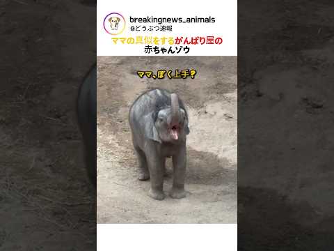 ママの真似をするがんばり屋の赤ちゃんゾウ
