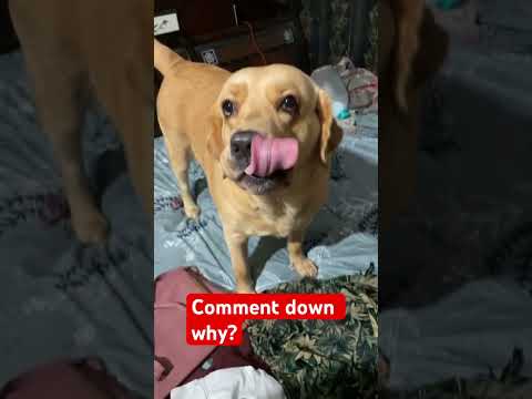Labra ko padi paiso ki zaroorat #labraworld #lifewithlabra #funny #labrador