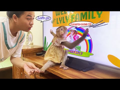 Lyly's passion?? Monkey Lyly is too busy watching TV to go out with her mother.