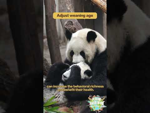 【Pandas' World Travel】Research Achievements From China-US Panda Cooperation Episode 3 | iPanda