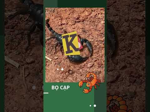 BỌ CẠP CHIẾN BINH SA MẠC VÀ NHỮNG SỰ THẬT THÚ VỊ MÀ CÓ THỂ BẠN CHƯA BIẾT #scorpion #desert #shorts