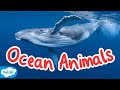 Marine Life Characteristics and Facts