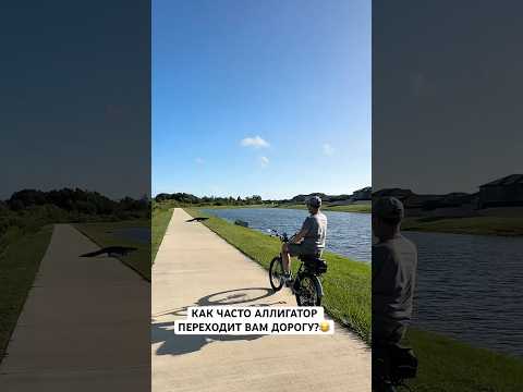 Аллигатор на дороге #shortvideo #вау #жизньвсша #нашивсша #america #обзор #florida #интересно #short