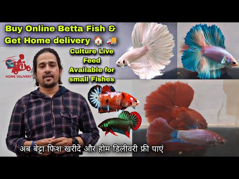 Buy Online Betta fish & Female Betta Fish Get Home Contact us
+91 76749 62073

Please Must subscribe to My back-up Channel
https_//youtu.be/4hXBVFzK8Ag