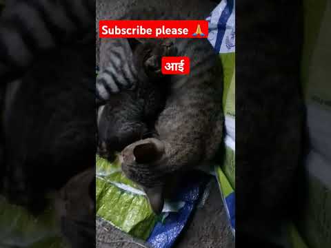 #aai  cha ladka # आई चा लाडका # आमच घुन्गरु # cat lovers #