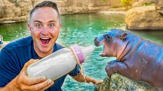 I Babysat the World’s Most Famous Baby Hippo