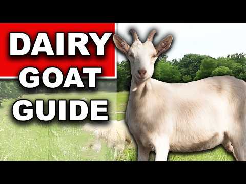 RAISING DAIRY GOATS NATURALLY (beginner guide) // Homestead Dairy Goat Breeds, What to Feed Minerals
