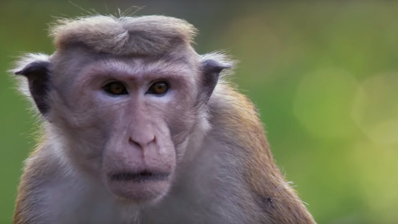 Macaque War: Battlefield BBC Earth