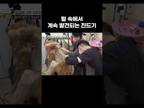 털 속에서 계속 발견되는 진드기 #왜그러냥귀엽개 #shorts