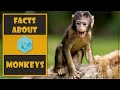 Monkey Behavior and Characteristics