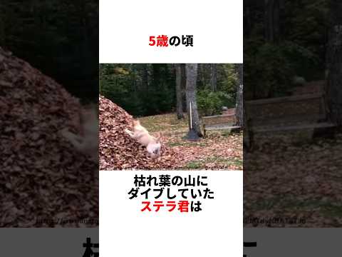 ステラ君はダイブがお好き❣️