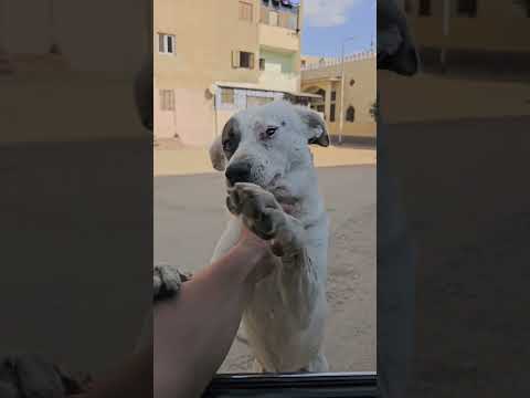 حافر الإنفاق الشوارعجي