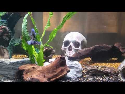 Cichlid Tank This is my first video on youtube hope you like it if not oops