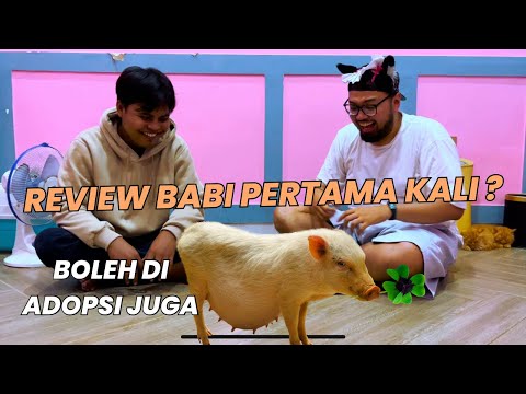 Kucing rasa babi ? Kenapa namanya hidung babi ?   Review kucing unik disini bersama@GemaShowIndo