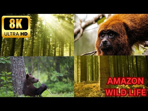 Explore the Beauty of Amazon Jungle In 8K|Scene Of Wild Animals with Calm Music|atrangi littles