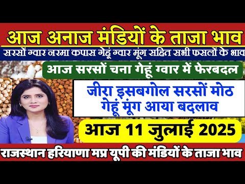 अनाज मंडी भाव| 11/जुलाई/2025 आज सरसों चना नरमा में आया भारी फेरबदल| जानिए सभी फसलों के ताजा भाव,