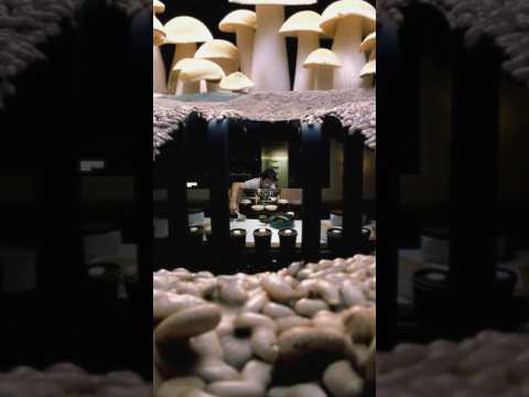 Con las letra' soy obsesivo compulsivo, Y el alfabeto está al borde de un suicidio colectivo