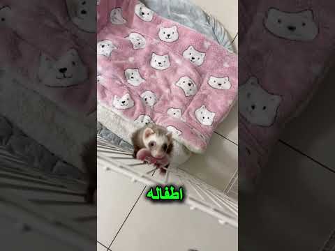 العجيب "الفيرت"... الحيوان الذي يُريك أطفاله إن أحبك!#الفيرت #حيوانات_لطيفة