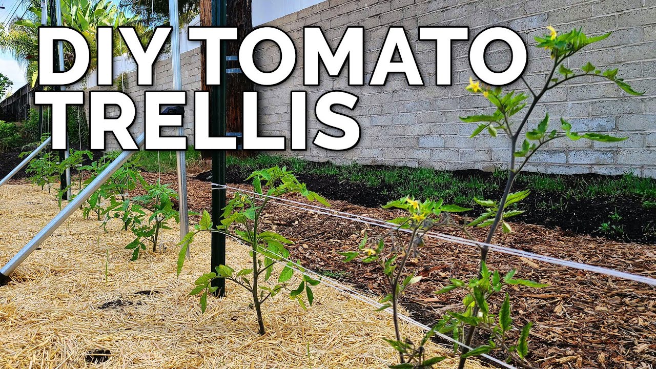 3 DIY Tomato Trellis Ideas, Perfect for ANY Budget
