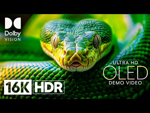 ULTRA HD 16K HDR SHOWCASE | DOLBY VISION™ OLED DEMO