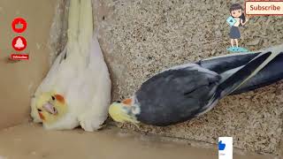 Говорящий Тимоша #viral #ytshorts #shorts #funny #short #budgie #youtubeshorts #youtube #parrot #new