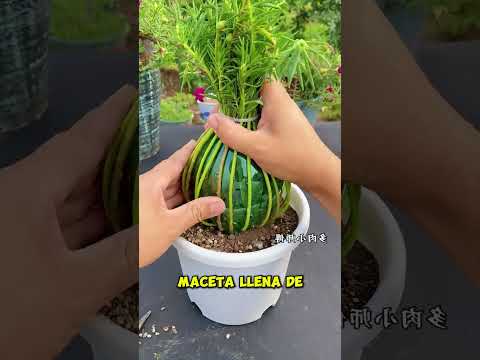 El Truco perfecto para cultivar flores 🌸💐