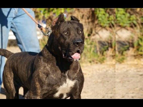 As principais caracteriscticas do cão dogue canario