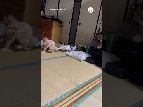 犬の遊び誘いが起こしたほほ笑ましいハプニング集 サムネイル