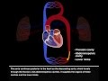 Circulatory System Functions and Structures