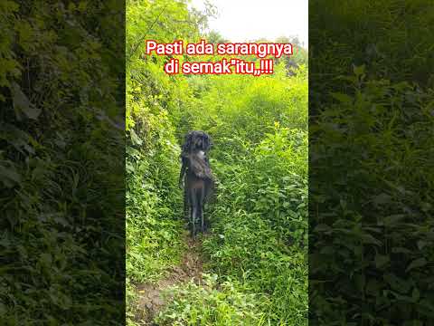 Merasa tidak enak, karena takut telur nya ada yang ngambil, ๐ฟ๐ฎ๐ฉ