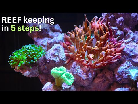 How to clean Reef Tank? 5 Easy steps to Nano Reef  In this video I will show you maintenance process for my first ever pico Reef aquarium! I will expla