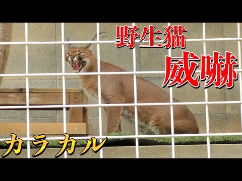 オレンジ動物チャンネルの最新動画 Youtubeランキング