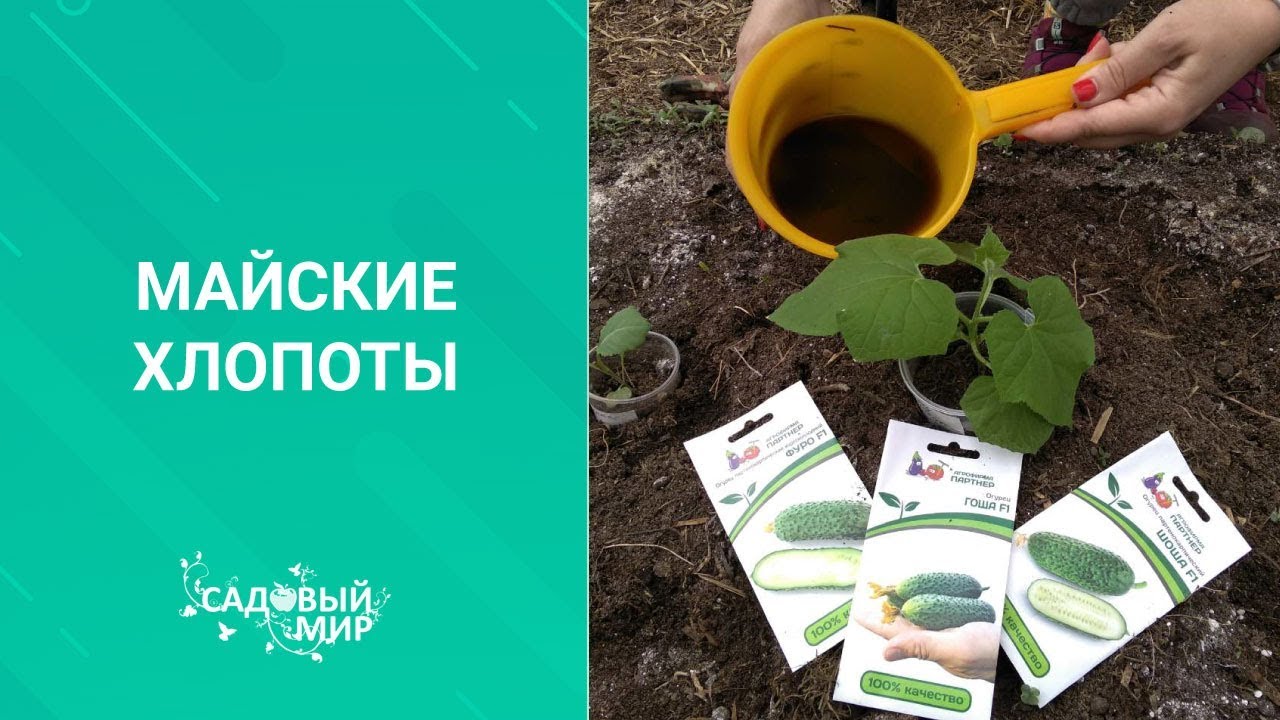 Майские хлопоты в огороде и саду. Собираем урожай редиски, высаживаем томаты и огурцы в теплицу